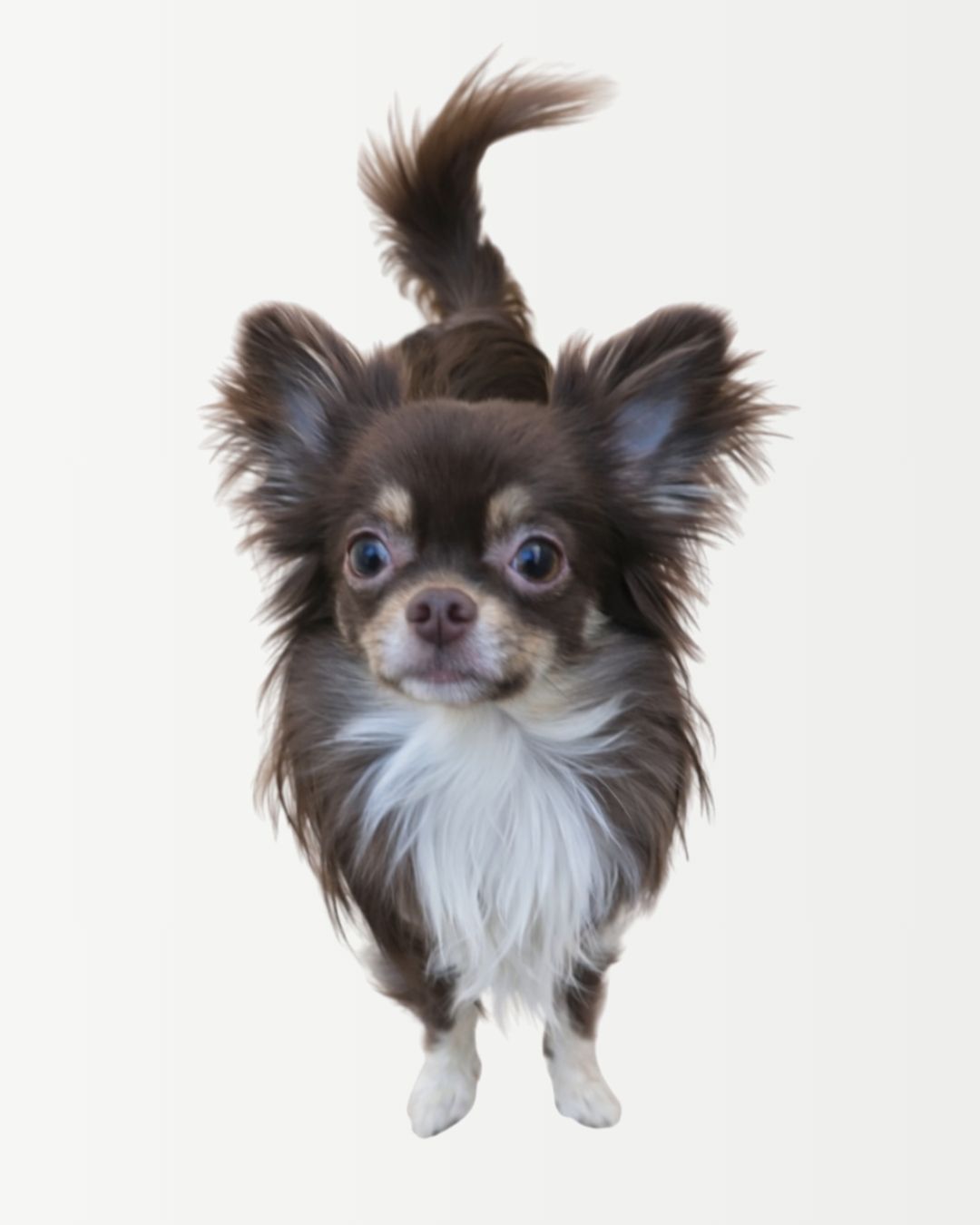 Archie – Head of Security<