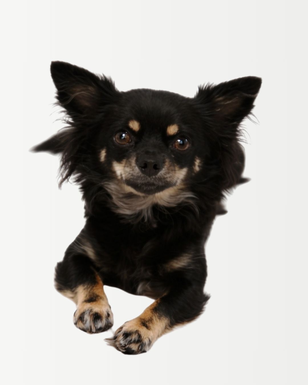 Hopsi – Head of Legal<